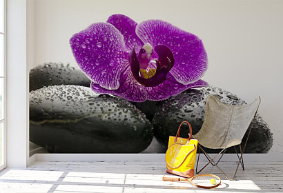 Fototapeta Wellness orchidea